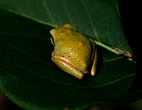 IMG_1264.frog