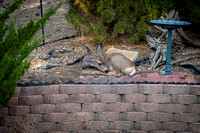 008 Deer in backyard, .2408 2021.10.07