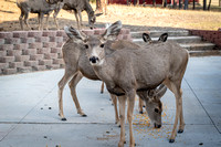 015 Deer in backyard, .2393 2021.10.07