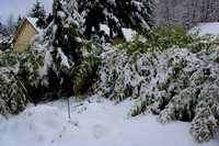 08.1639.snow.yard.sm.jpg
