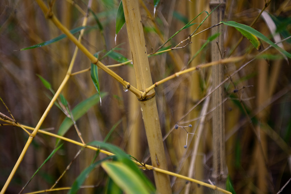 Bamboo_2715_2011-06-24