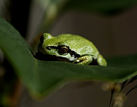 IMG_1272.frog