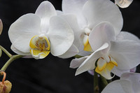 A Orchid