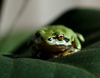 IMG_1277.frog
