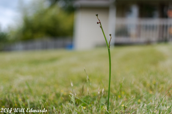 140529-9976_grass, Dandelion,