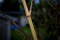 Bamboo_2713_2011-06-24