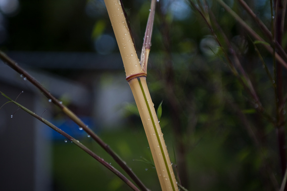 Bamboo_2713_2011-06-24