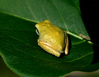 IMG_1266.frog