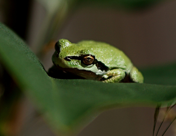 IMG_1271.frog