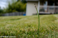 140529-9975_grass, Dandelion,-sm