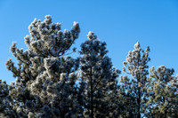 Frosty Trees in Wyoming 11-2022