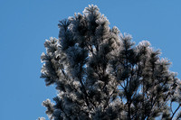 2022.11.12 4956 Frosty trees sm