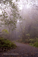 20121125_0585__Foggy
