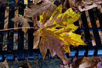 151027_0557  Fall leave