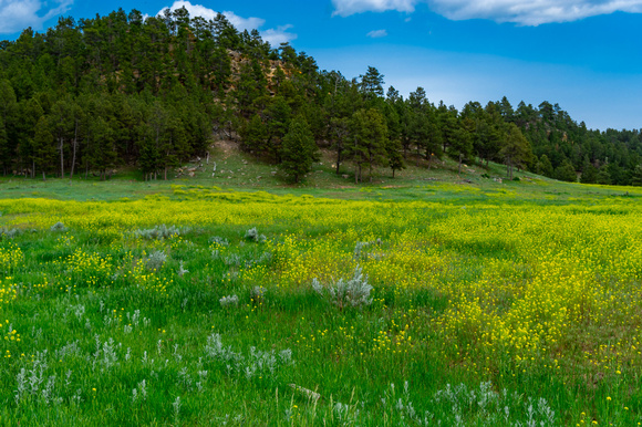 2023.06.13 5269 Field of flowers-Rd 151 from I-90- Inyam Kara exit sm