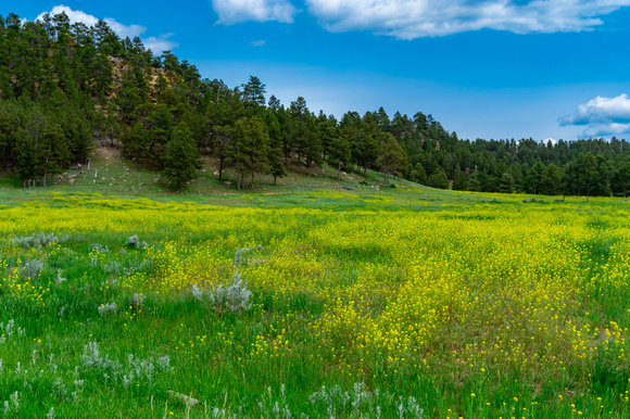 2023.06.13 5268 Field of flowers-Rd 151 from I-90- Inyam Kara exit sm