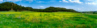 2023.06.13 5269 Field of flowers-Pano. Rd 151 from I-90- Inyam Kara exit sm