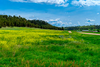 2023.06.13 5257 Field of flowers-Rd 151 from I-90- Inyam Kara exit sm