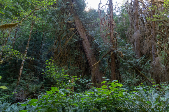 Merymere Falls and HWY 101