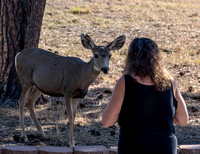 Deer in backyard 2021-09-26
