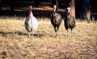 Turkeys in backyard_.2331 2021.10.01 sm