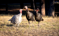 Turkeys in backyard_.2332 2021.10.01 sm
