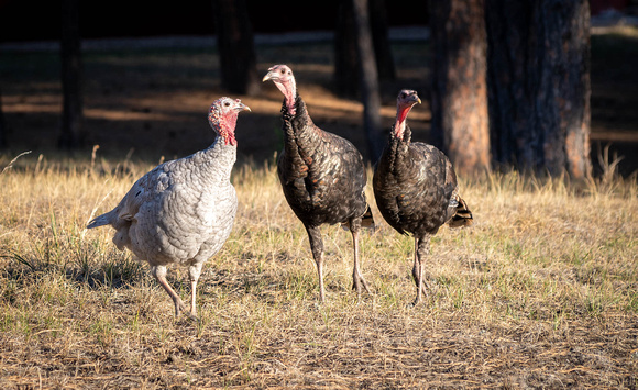 Turkeys in backyard_.2332 2021.10.01 sm