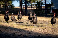 Turkeys in backyard_.2333 2021.10.01 sm