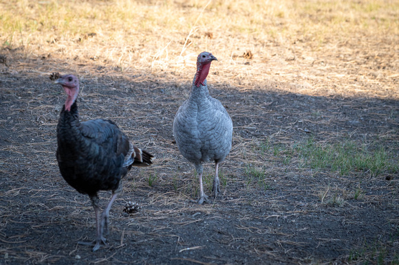 Turkeys in backyard_.2337 2021.10.01 sm