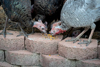 Turkeys in backyard_.2343 2021.10.01 sm