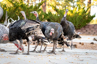 Turkeys in backyard_.2365 2021.10.01 sm