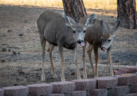 Deer tongue out 2369_2021-10-01 sm