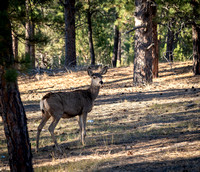 Deer in backyard_.2236 2021.10.01 sm