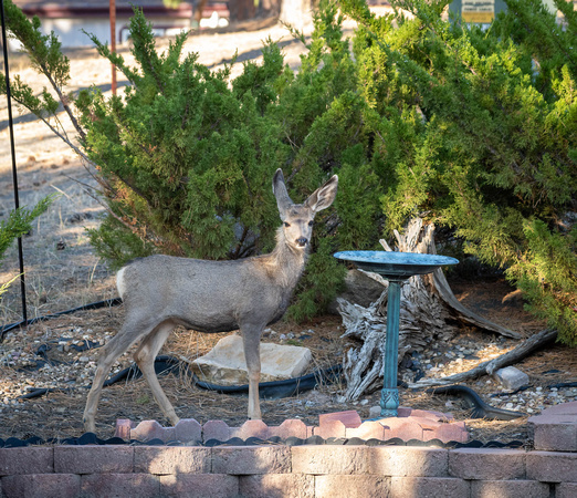 Deer in backyard_.2238 2021.10.01 sm