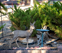 Deer in backyard_.2239 2021.10.01 sm