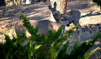 Deer in backyard_.2242 2021.10.01 sm
