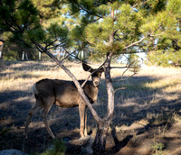 Deer in backyard_.2245 2021.10.01 sm