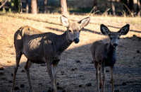 Deer in backyard_.2255 2021.10.01 sm