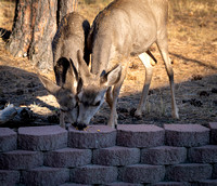 Deer in backyard_.2261 2021.10.01 sm