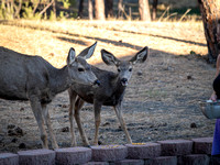 Deer in backyard_.2274 2021.10.01 sm