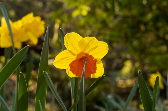 Pt Defiance Park 7772. 2020.03.18