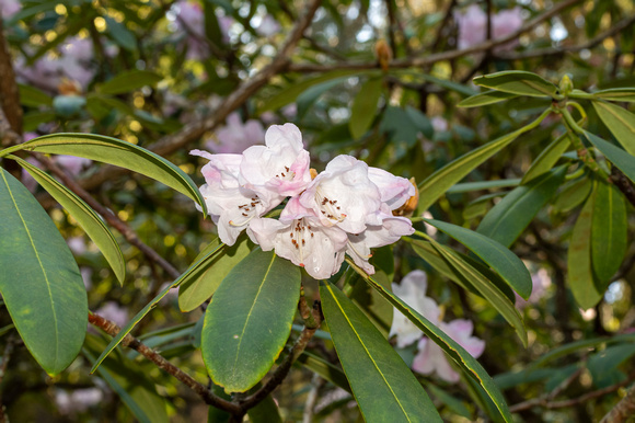 Pt Defiance Park 7775. 2020.03.18