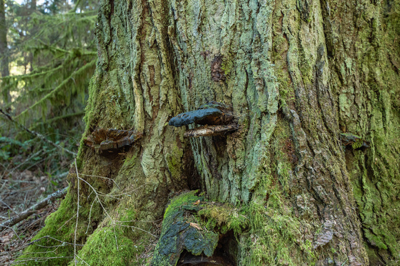 Pt Defiance Park 7782. 2020.03.18