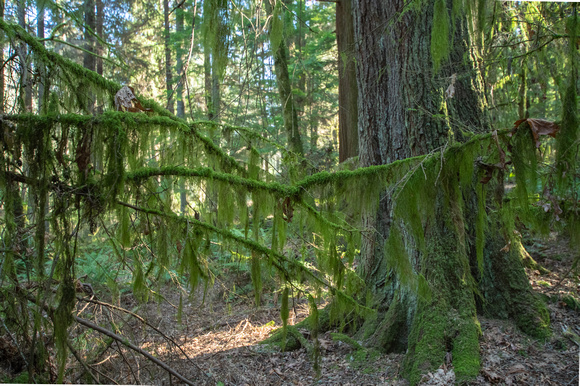 Pt Defiance Park 7786. 2020.03.18-HDR