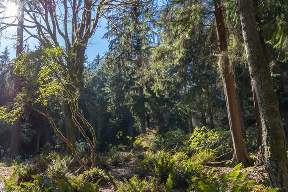 Pt Defiance Park 7797. 2020.03.18-HDR