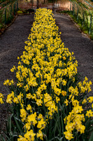 Point Defiance Flowers 04-13-2012