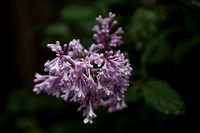 Lilacs_2722cr_2011-06-24