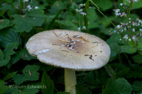 20120803-0800_mushroom