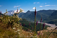 Mt St Helens,  Johnston Ridge