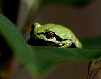 IMG_1271.frog